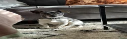Jack Russell dogs for sale: Jack Russell puppies in Sheerness - Advert 6