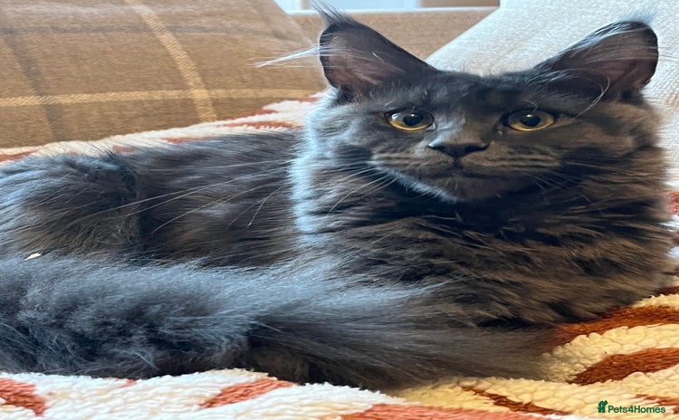 Maine Coon cats - Advert 29