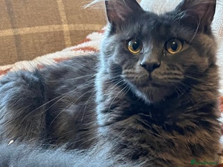 Maine Coon cats - Advert 32