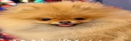 Pomeranian dogs for sale: Beautiful Pomeranian puppies - Advert 1