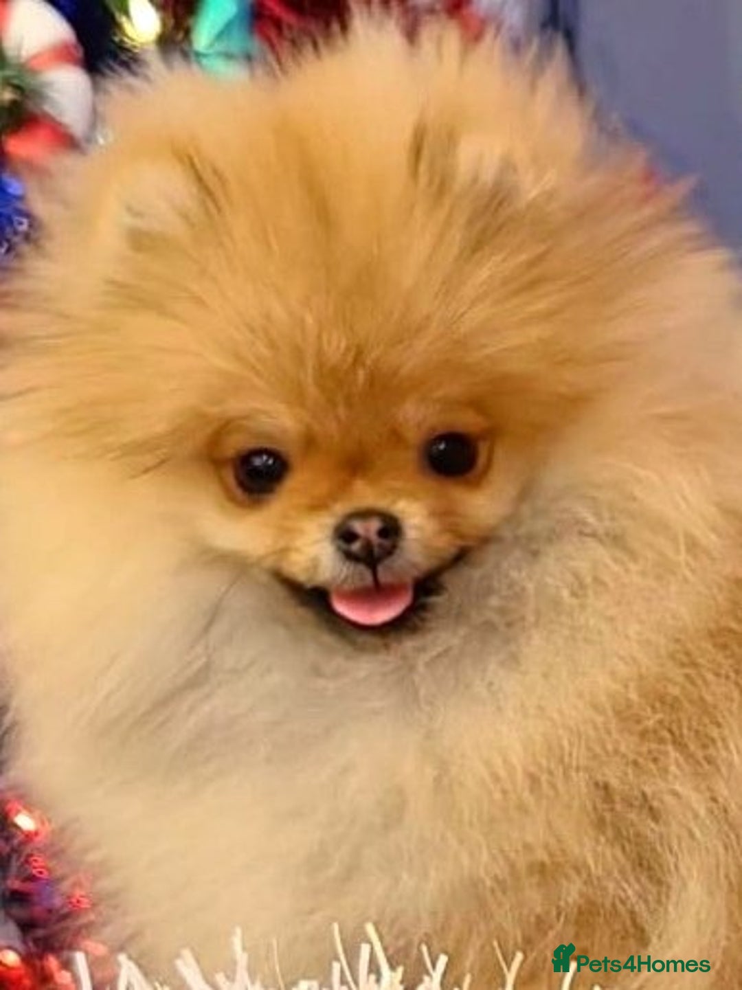 Pomeranian dogs for sale: Beautiful Pomeranian puppies - Advert 1