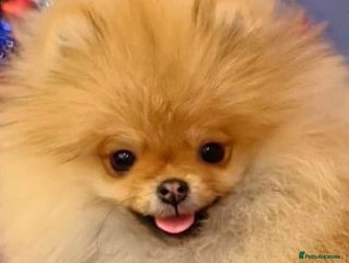 Pomeranian dogs Beautiful Pomeranian puppies - Advert 2