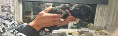 Staffordshire Bull Terrier 4