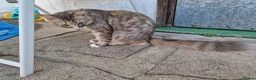 Mixed Breed cats for sale: 🐱 STUNNING KITTENS 😸  - Advert 7