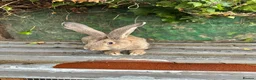 Continental Giant rabbits for sale: Continental Giant - Advert 2