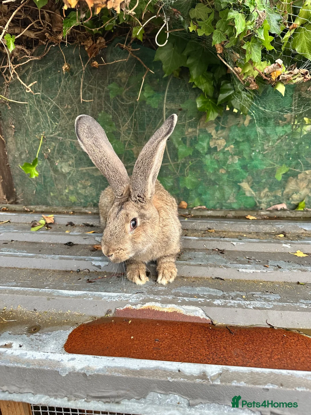 Continental Giant rabbits for sale: Continental Giant - Advert 2