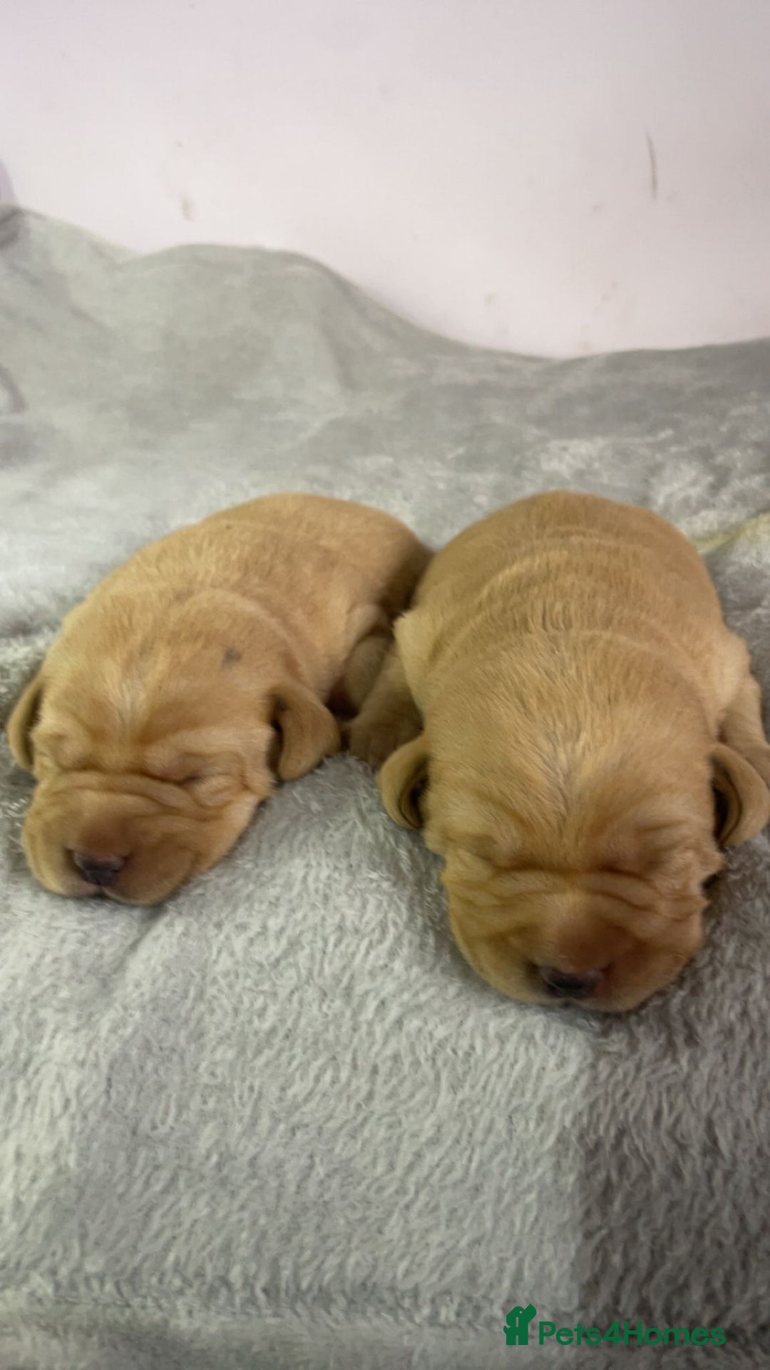 Labrador Retriever dogs for sale: Stunning chunky fox red pups - Advert 4