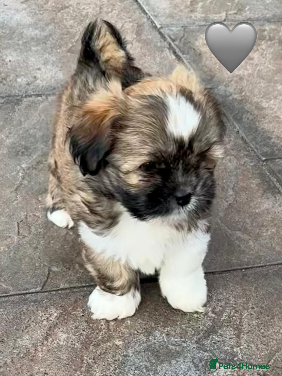 Lhasa Apso dogs Six Beautiful RKC Reg GPRA Clear - Advert 1