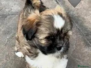 Lhasa Apso dogs Six Beautiful RKC Reg GPRA Clear - Advert 1