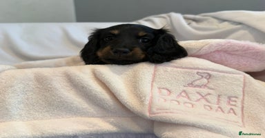 Miniature Dachshund dogs - Advert 1
