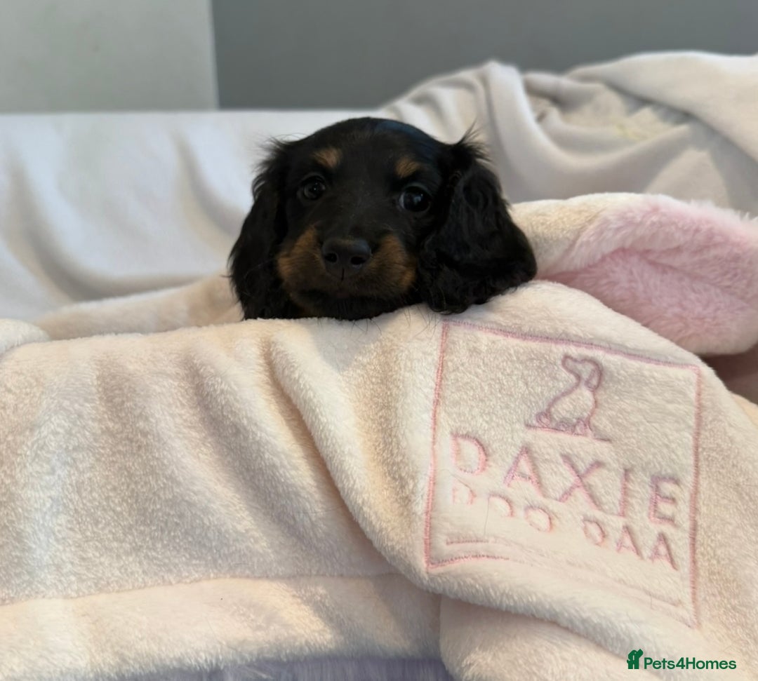 Miniature Dachshund dogs for sale: Pedigree Miniature Dachshund - Image 6