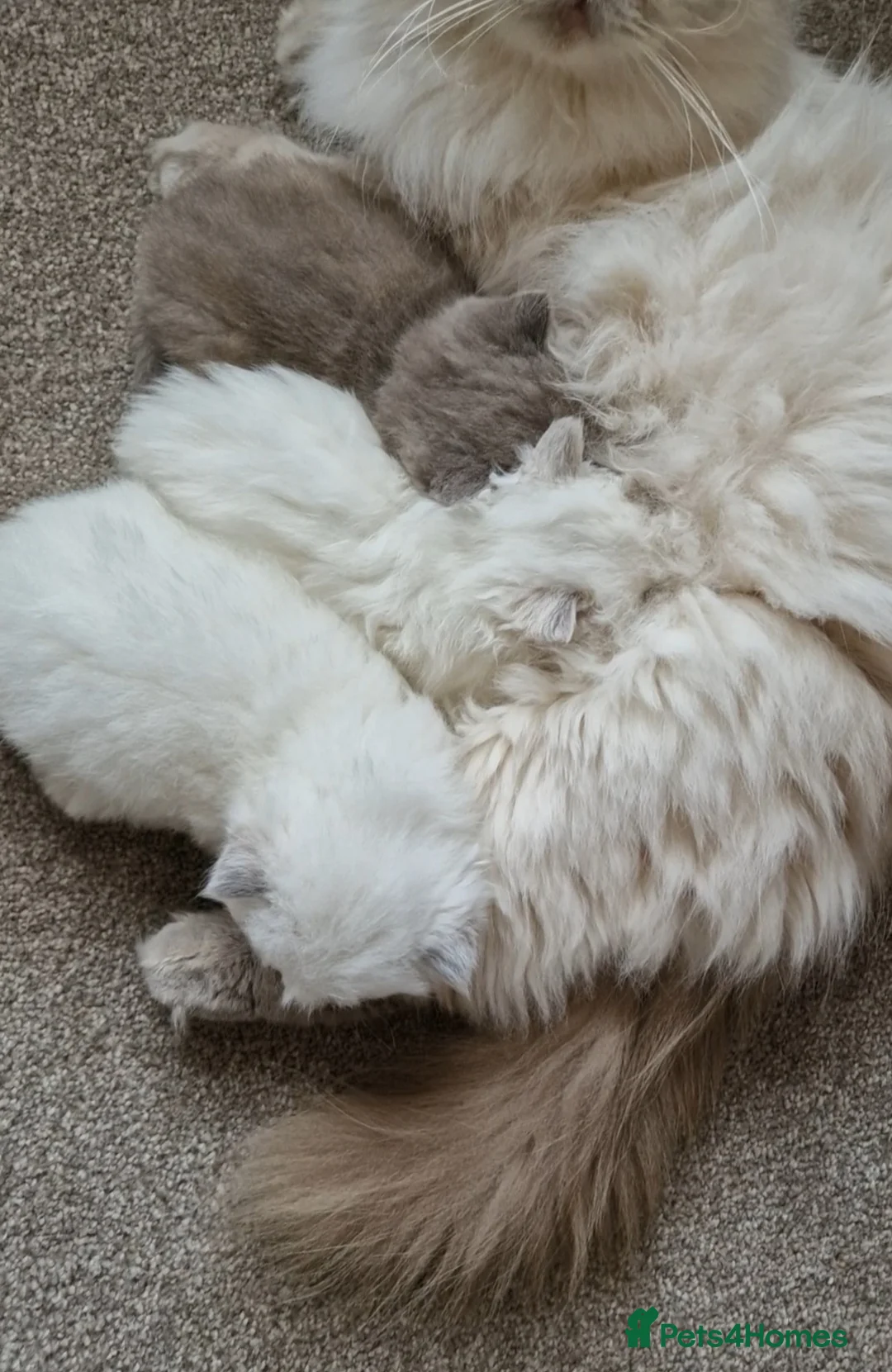 British Shorthair cats for sale: Lilac tortie female kitten - Advert 2