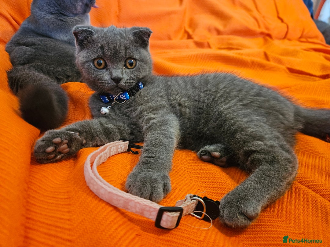 British Shorthair cats for sale: British Shorthair  - Image 6