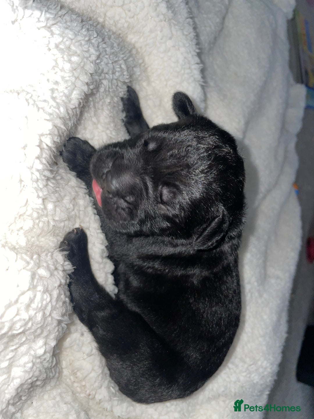 Cane Corso dogs for sale: Harlequin cane corso x pedigree cane corso puppies - Advert 22