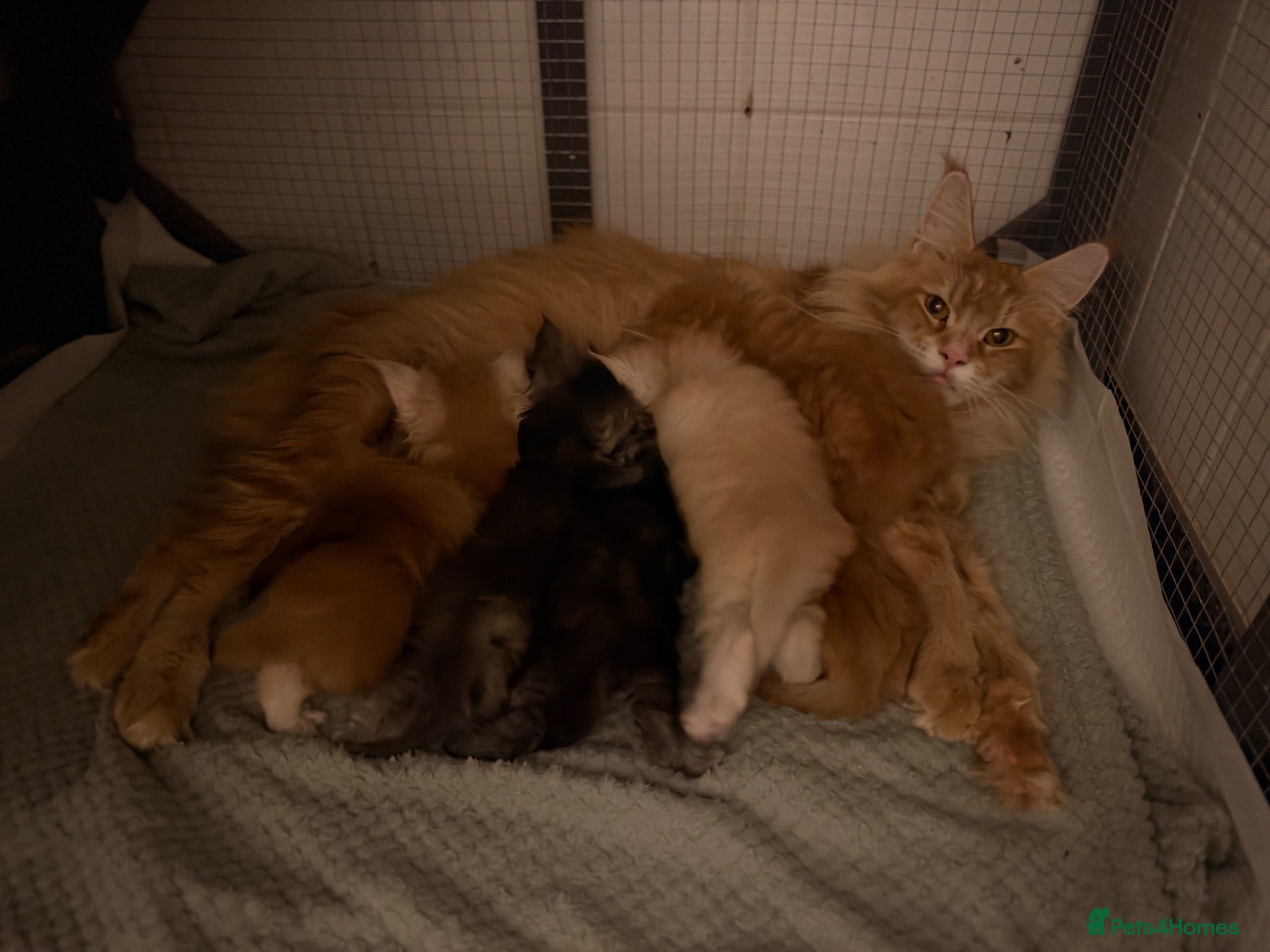 Maine Coon cats 6 pedigree Mainecoon kittens  - Advert 8