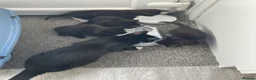 Mixed Breed cats for sale: Young adult female tuxedo Cat for rehoming  - Advert 3