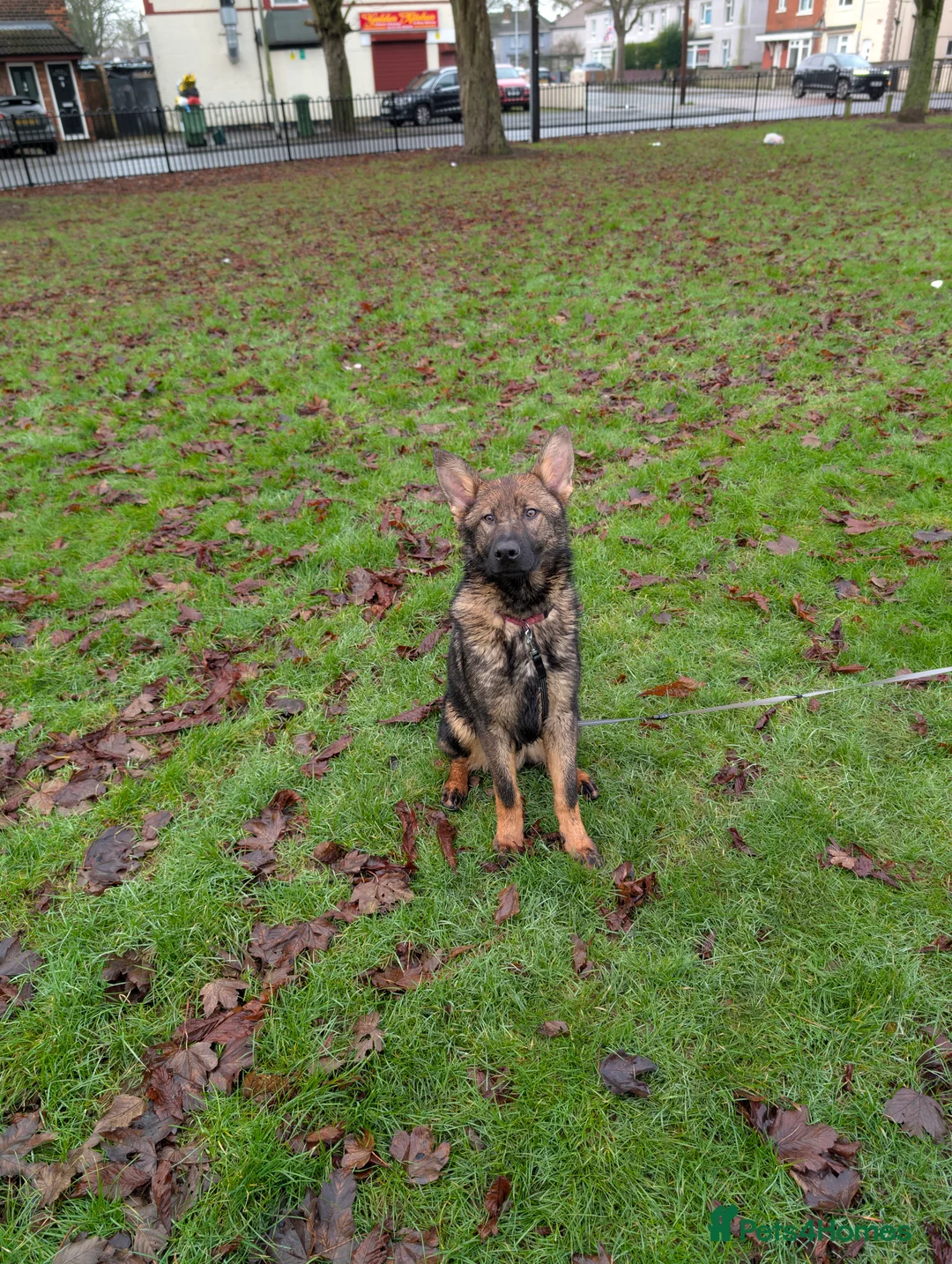 German Shepherd dogs for sale: German shepherd  - Advert 3