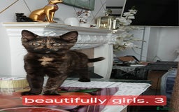 Bombay cats for sale: Three precious female kittens - Image 4