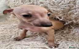 Italian Greyhound dogs for sale: KC reg  Italian greyhound puppies  - Image 4
