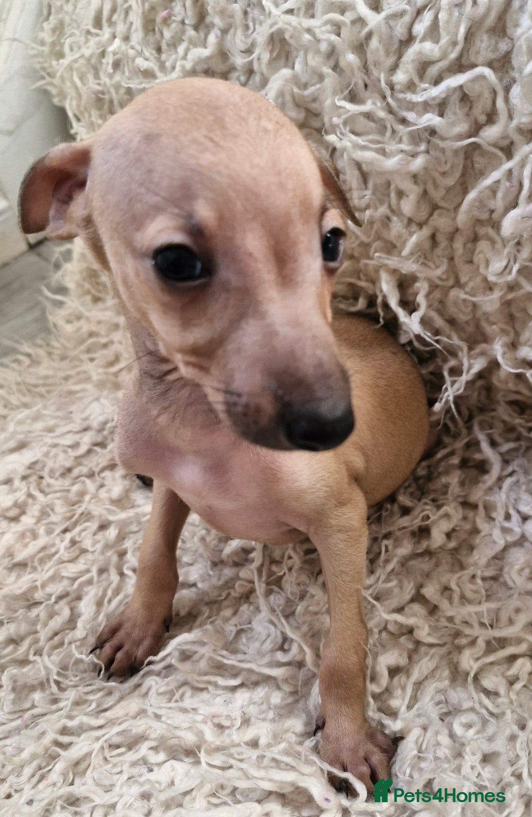 Italian Greyhound dogs for sale: KC reg  Italian greyhound puppies  - Image 4