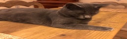 Russian Blue cats for sale: Russian blue female - Advert 6