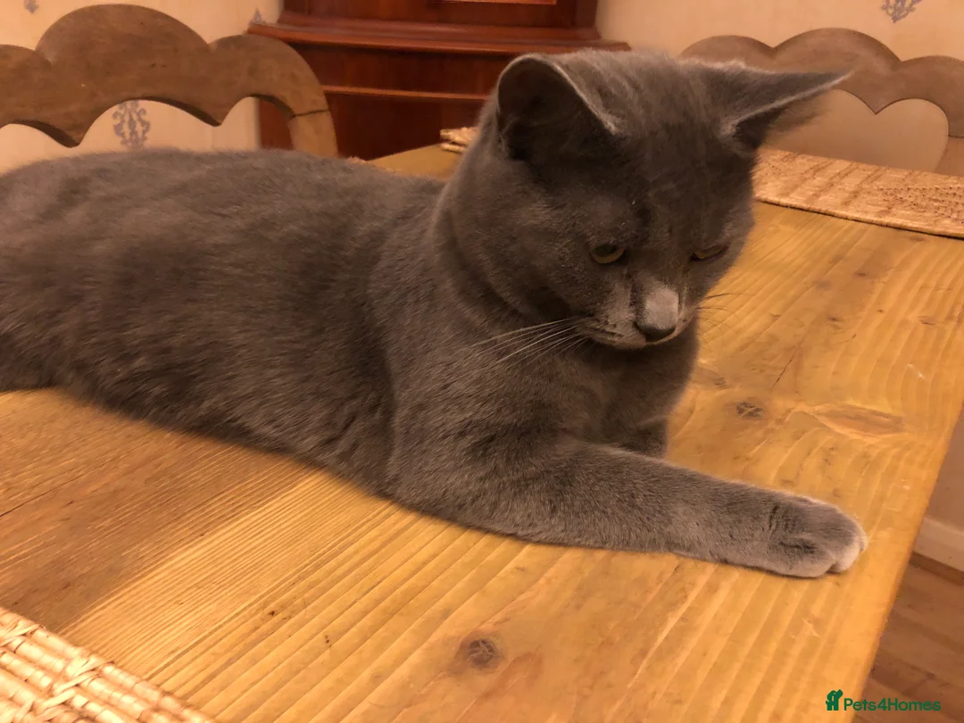 Russian Blue cats for sale: Russian blue female - Advert 6