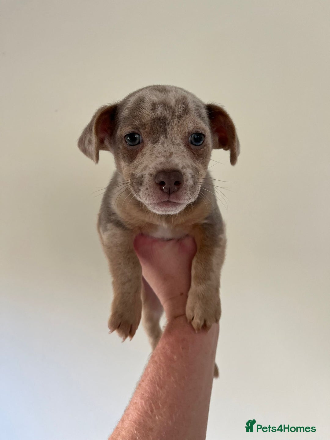 Jack Russell dogs for sale: Jack Russell  - Advert 1