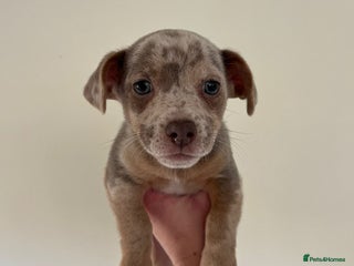 Jack Russell dogs Jack Russell - Advert 1