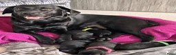 Labrador Retriever dogs for sale: Labrador puppy’s available from 24/09. - Advert 5