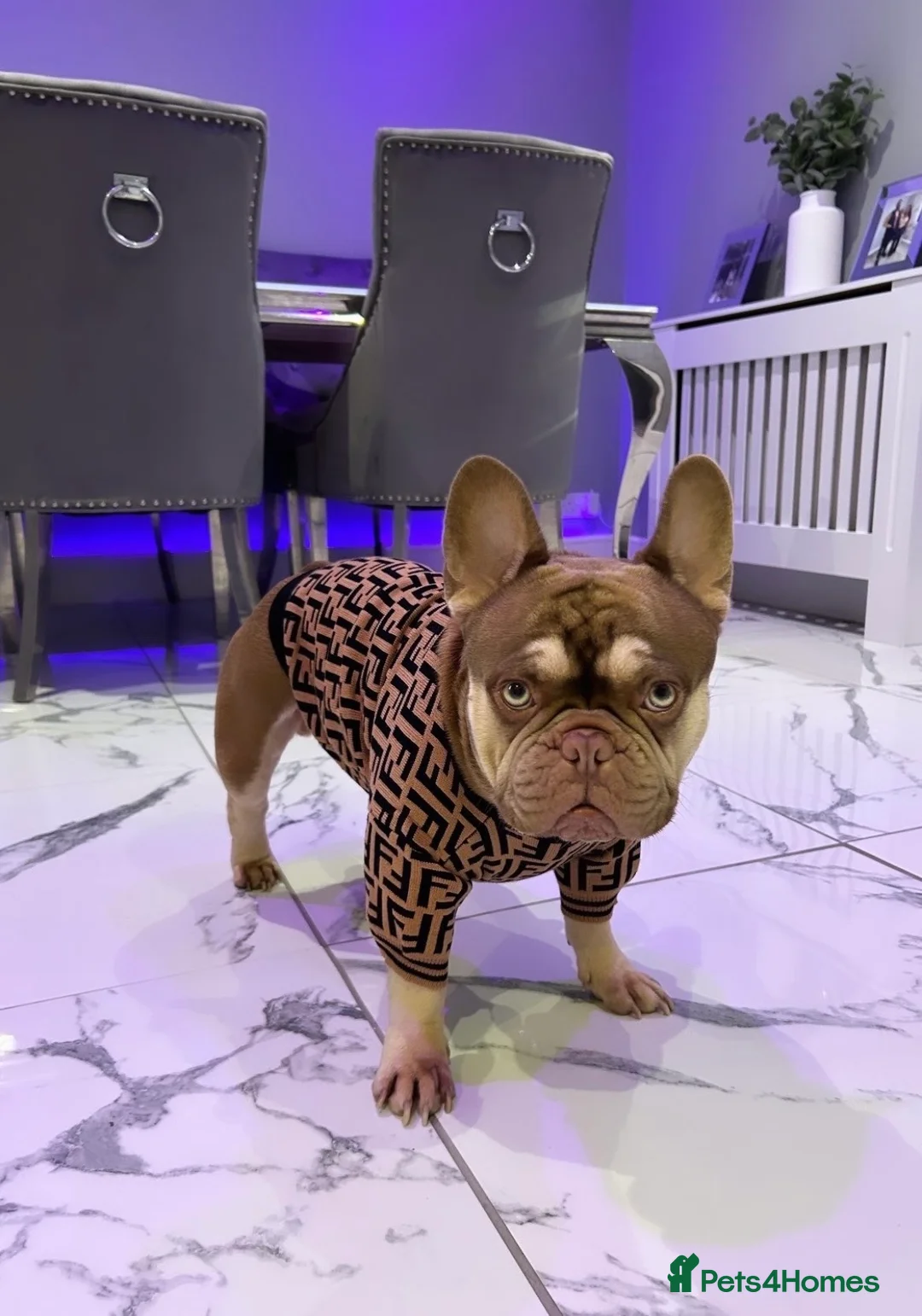 French Bulldog dogs for stud: 🐻 New shade chocolate ROJO 🍫  - Advert 2