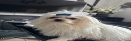 Maltese dogs for stud: Gorgeous Maltese dog for stud. in Dudley - Advert 2