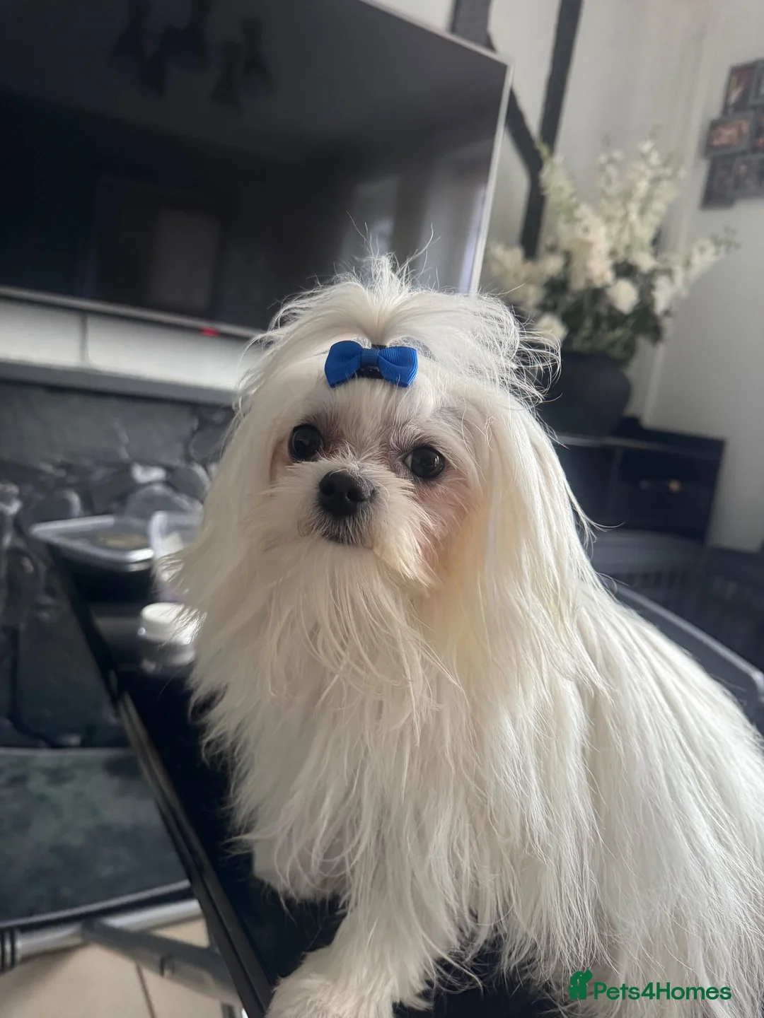 Maltese dogs for stud: Gorgeous Maltese dog for stud. in Dudley - Advert 2