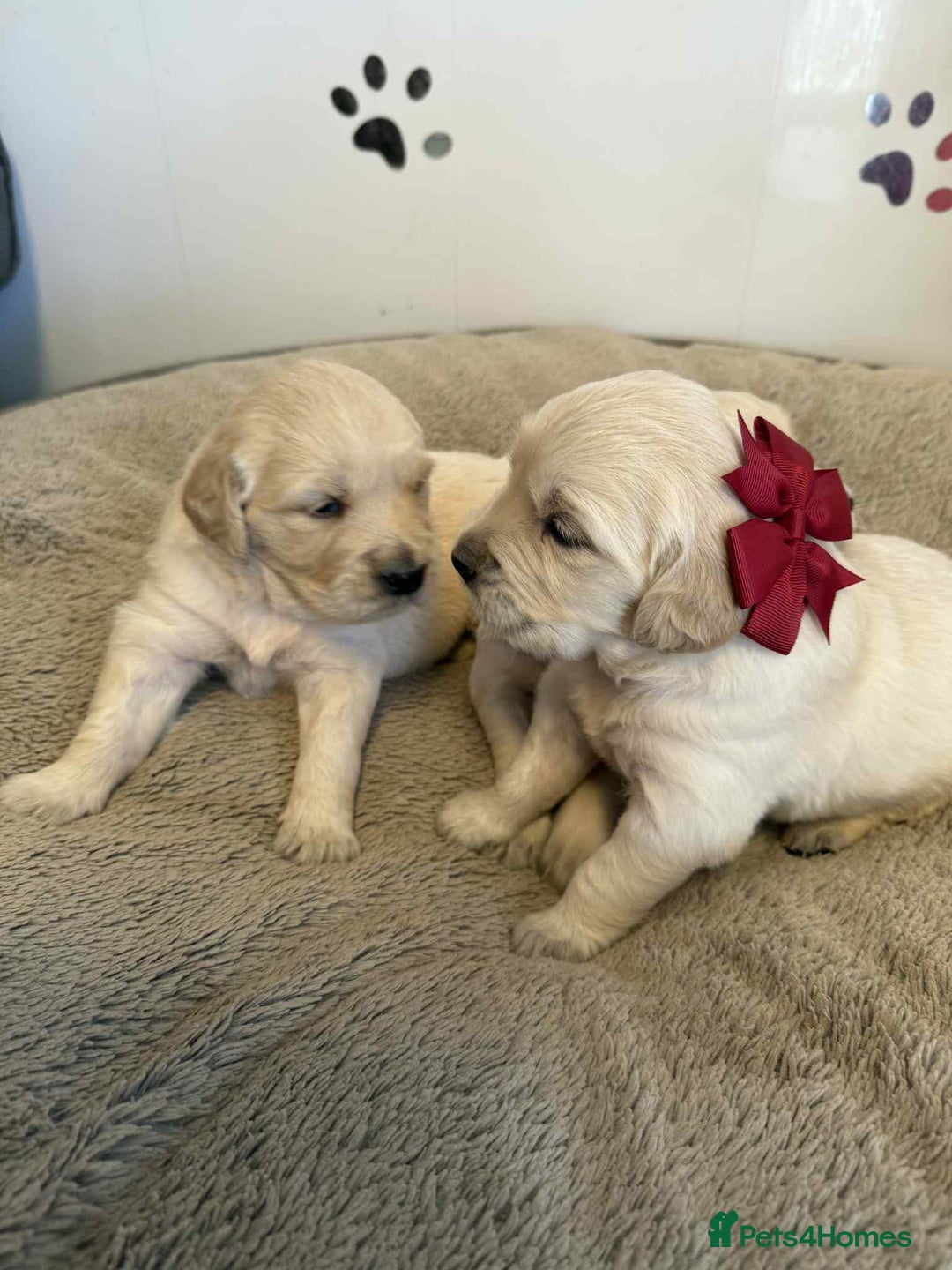 Golden Retriever dogs for sale: Stunning health tested Golden Retriever Puppies  - Advert 39