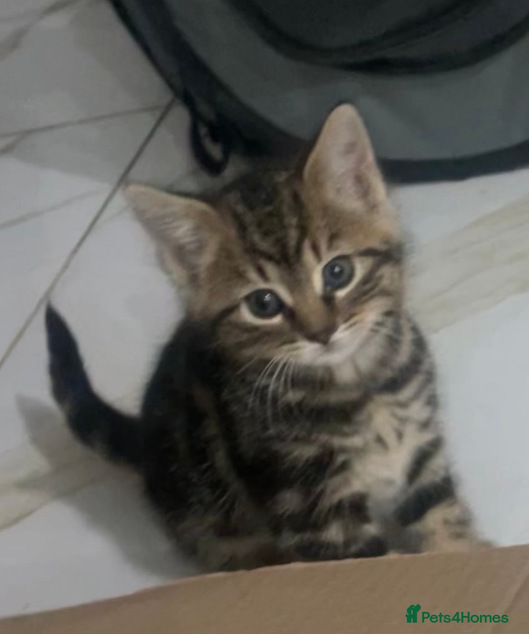 Domestic Shorthair cats for sale: 1 Female Tabby Kitten & 1 Black Tuxedo Male Kitten - Advert 7