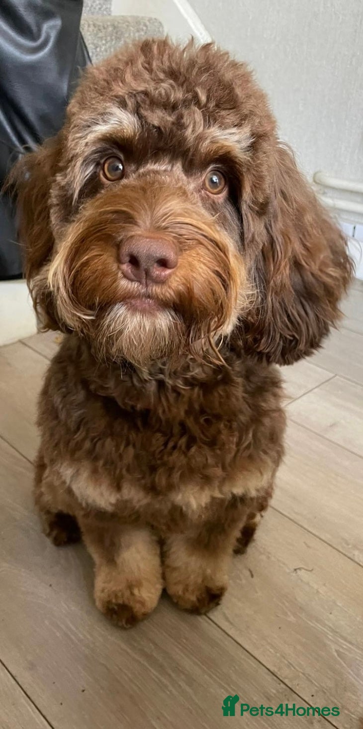 Cockapoo dogs TRICOLOUR F1 PROVEN ATAT CERTIFIED COCKAPOO STUD - Advert 7