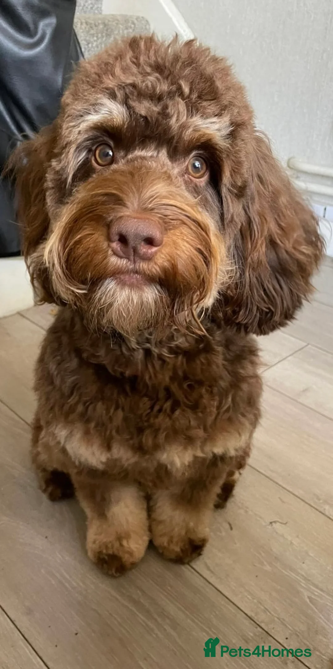 Cockapoo dogs for stud: TRICOLOUR F1 PROVEN ATAT CERTIFIED COCKAPOO STUD - Advert 1