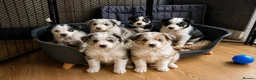 Mixed Breed dogs for sale: Beardie border x blue merle and tri coloured - Advert 9