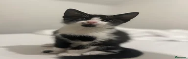 Loki