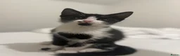 Mixed Breed cats for sale: Beautiful 3 month old tuxedo - Advert 9