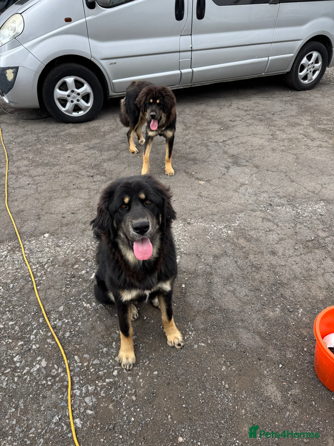Tibetan Mastiff dogs for sale: 2x Tibetan Mastiff pups - 6 Months old - Image 3
