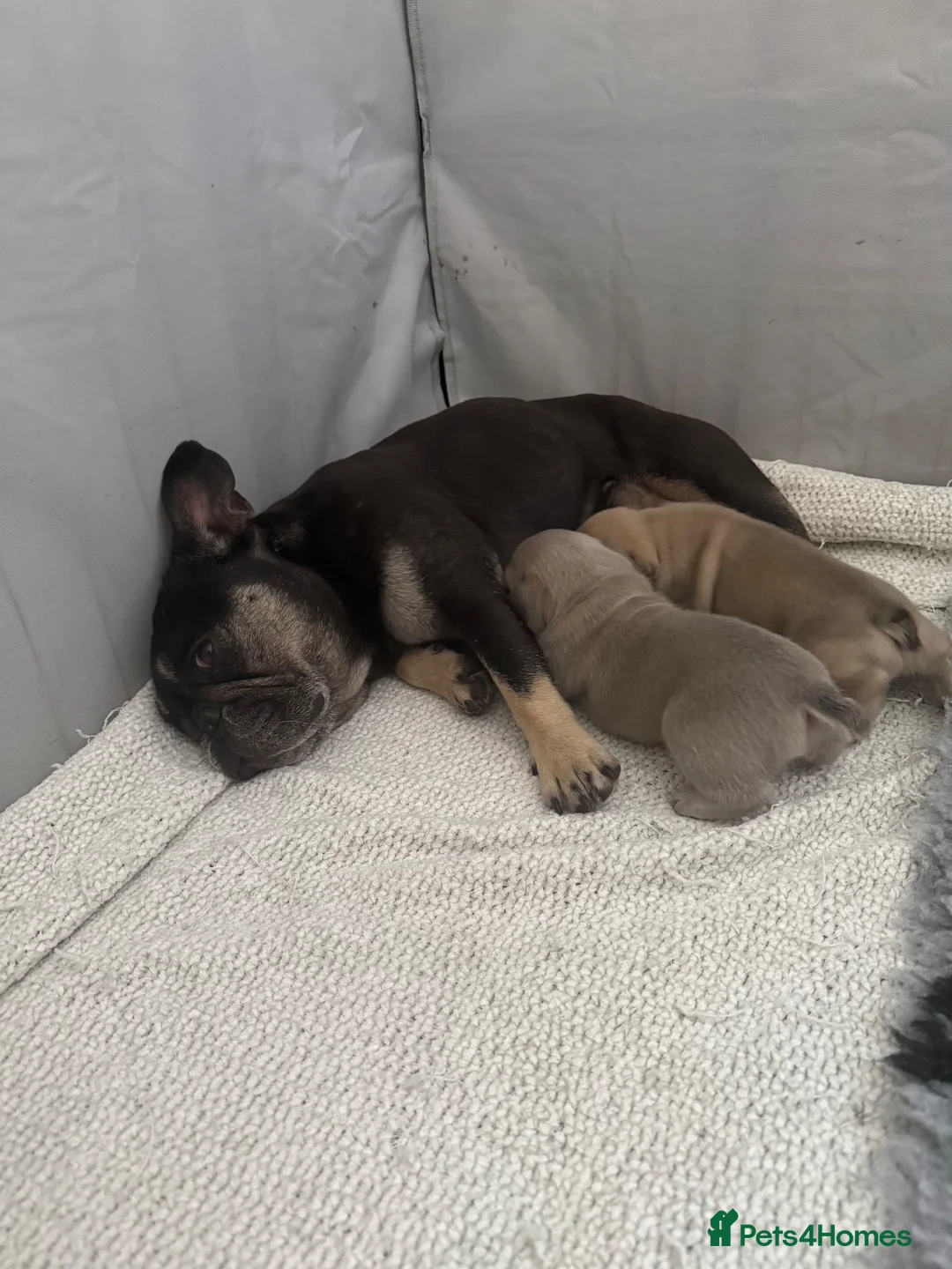 French Bulldog dogs for sale: French bulldogs  - Advert 1