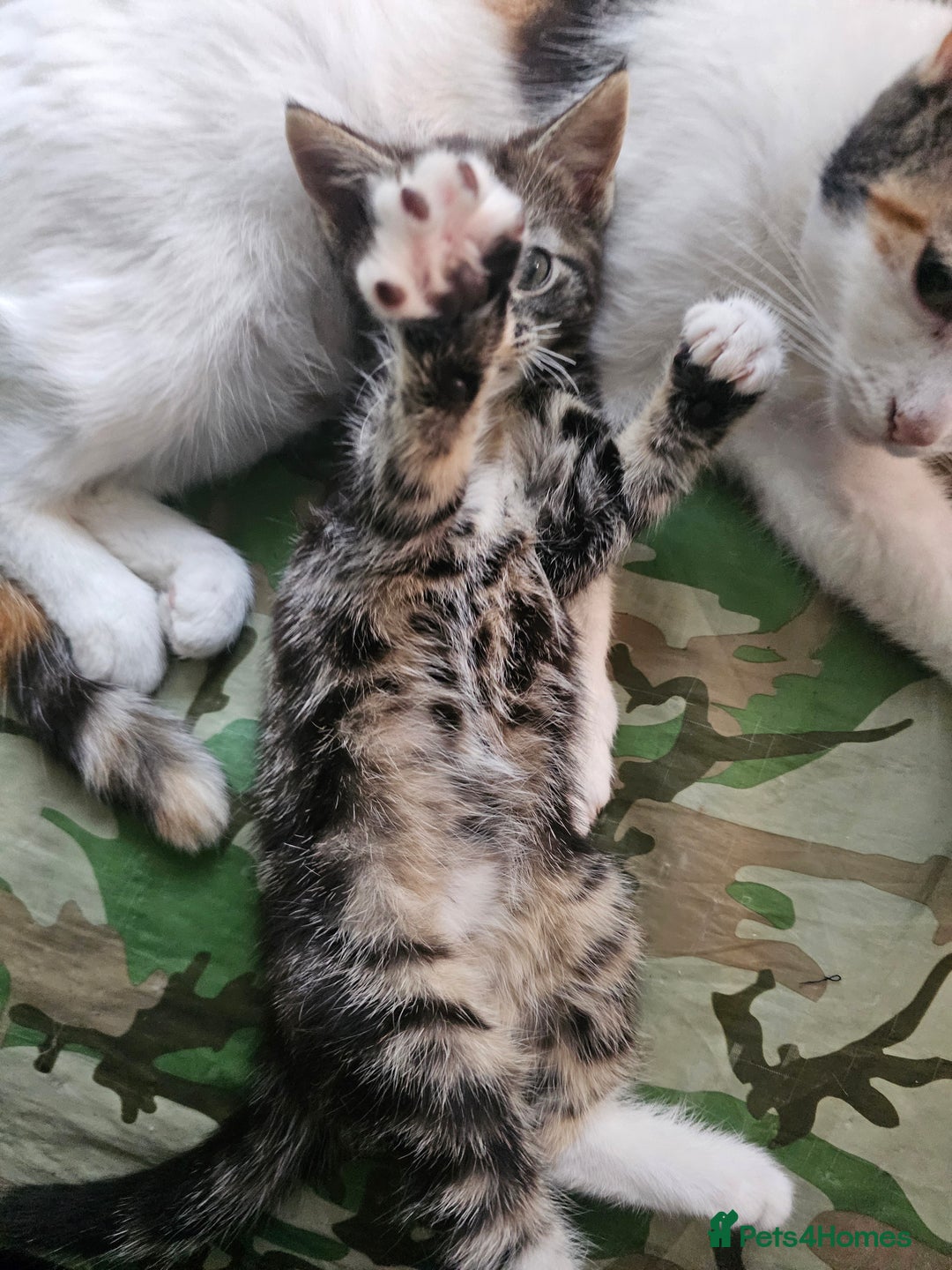 Munchkin cats for sale: Cute addorable kitten ready to leave immediately  in London - Image 25