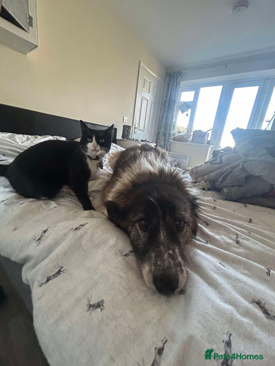 Mixed Breed dogs for adoption: Hilda - Norwich Norfolk  - Image 18