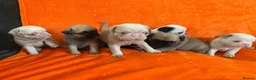 Pug dogs for sale: Unique pug puppies in Swanley - Advert 15
