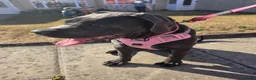 Cane Corso dogs for sale: Cane Corso - Advert 12