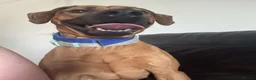 Rhodesian Ridgeback dogs for sale: Female ridgeback  in Gainsborough - Advert 4