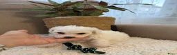 Bichon Frise dogs for sale: Fluffy Bichon Frise puppies❤️ - Advert 7