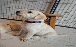 Labrador Retriever dogs for sale: Beautiful labrador puppies for sale - Image 5