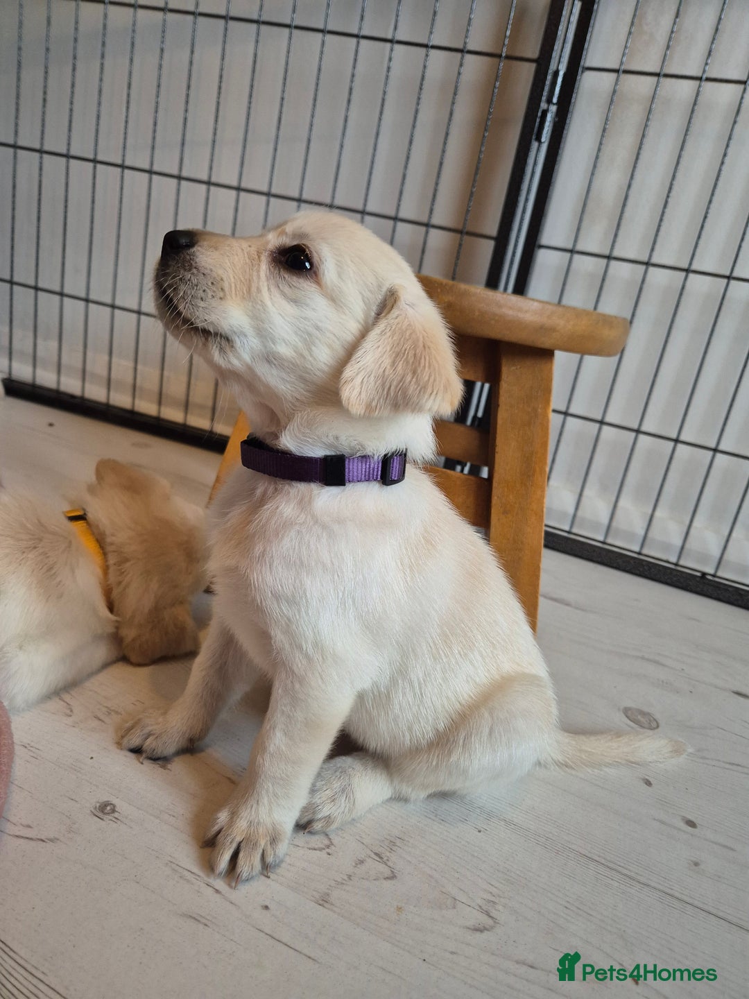 Labrador Retriever dogs for sale: Beautiful labrador puppies for sale - Image 5