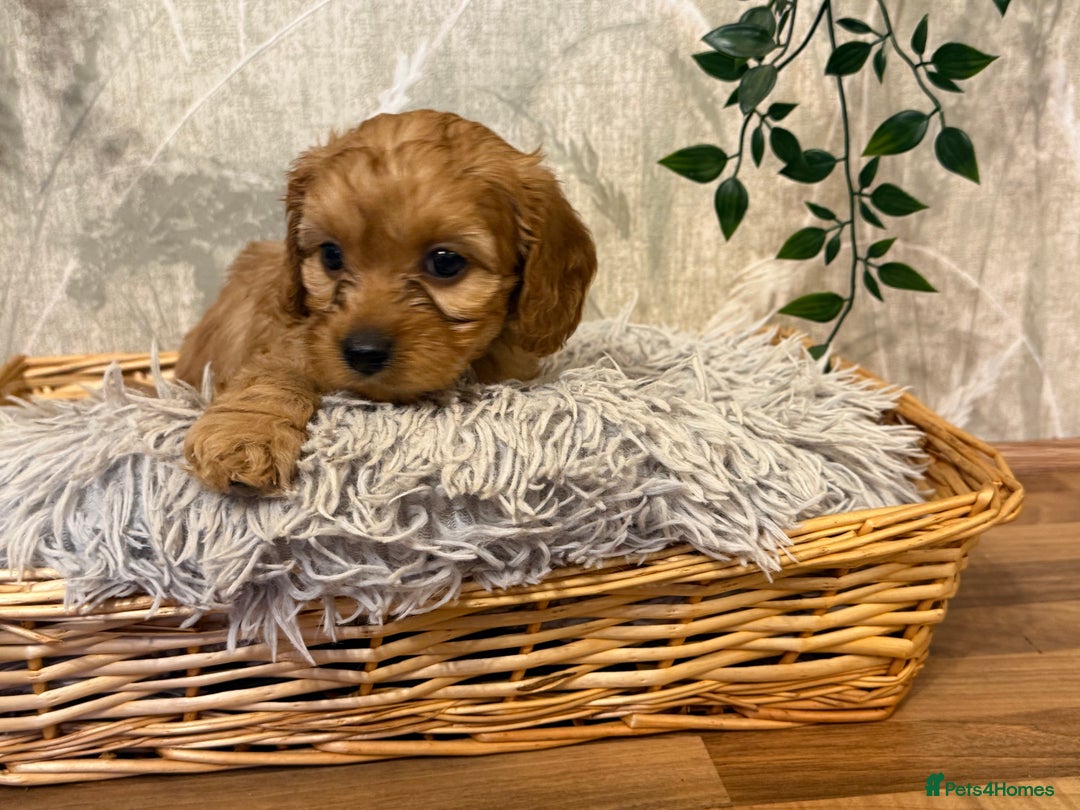 Cavapoo dogs for sale: Beautiful F1 Cavapoos  - Advert 23